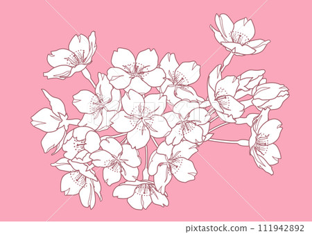 Hand drawn cherry blossom flower line drawing illustration 111942892