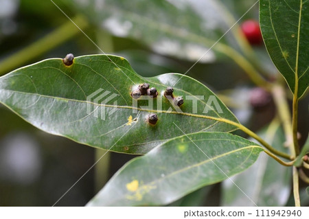 Insect gall of Shirodamota fly 111942940