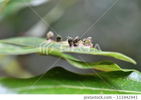 Insect gall of Shirodamota fly 111942941