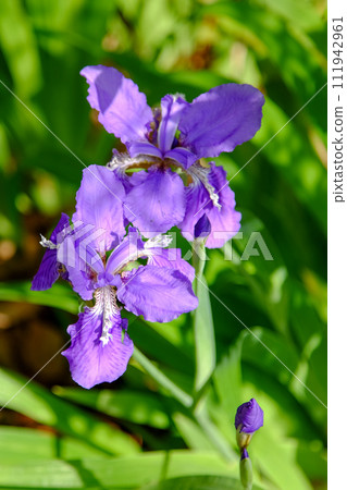 Ichihatsu of Kamigoryo Shrine 111942961