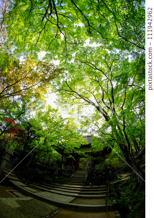 Fresh green scenery at Jojakkoji Temple 111942962