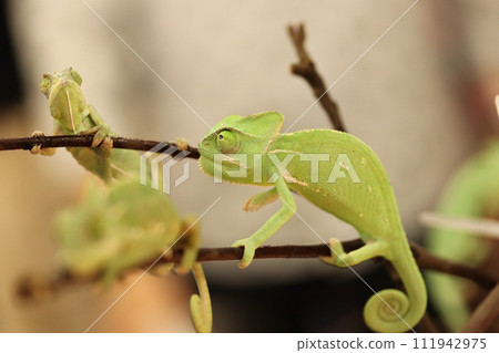 Chameleon that sticks to branches Chameleon that sticks to branches 111942975