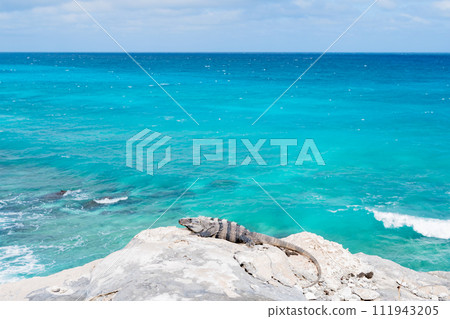 女人島鬣蜥① 111943205