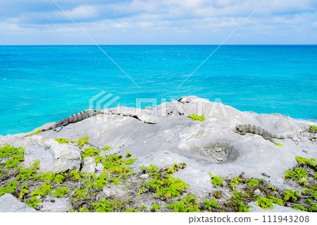 Iguana of Isla Mujeres ② 111943208