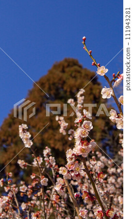 Spring Plum Kibitsu Okayama Dusk Plum Blossom 111943281