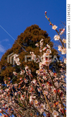 Spring Plum Kibitsu Okayama Dusk Plum Blossom Spring Plum Kibitsu Okayama Dusk Plum Blossom 111943282