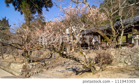 春梅 吉備津 岡山 黃昏 梅花 春梅 吉備津 岡山 黃昏 梅花 111943305