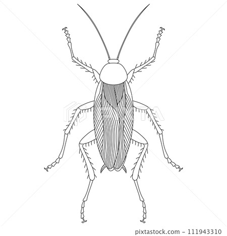Line drawing insect single item icon cockroach 111943310