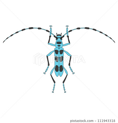 Colored insect single item icon Blue-winged longhorned beetle Colored insect single item icon Blue-winged longhorned beetle 111943318