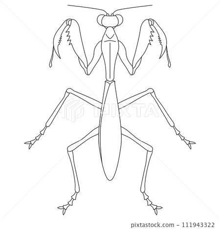 線畫昆蟲單項圖示螳螂 線畫昆蟲單項圖示螳螂 111943322