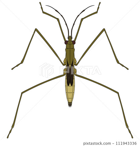 彩色昆蟲單品圖示水黽 111943336