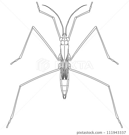 線描昆蟲單項圖示水黽 線描昆蟲單項圖示水黽 111943337