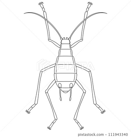 Line drawing insect single item icon aphid Line drawing insect single item icon aphid 111943340