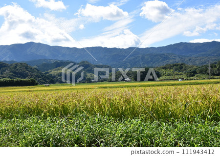 A cluster amaryllis that blooms in the rice field of rice fields 111943412