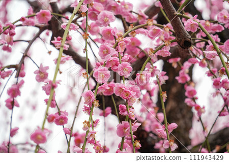 京都城南宮神社垂梅 111943429