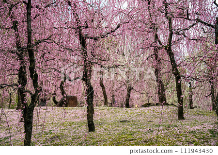 京都城南宮神社垂梅 京都城南宮神社垂梅 111943430