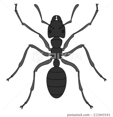 Color insect single item icon ant Color insect single item icon ant 111943541