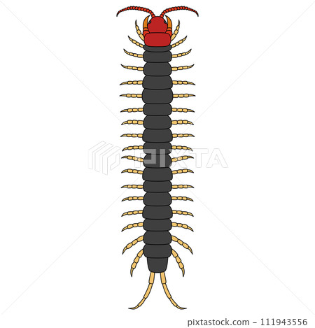 Color insect single item icon centipede 111943556