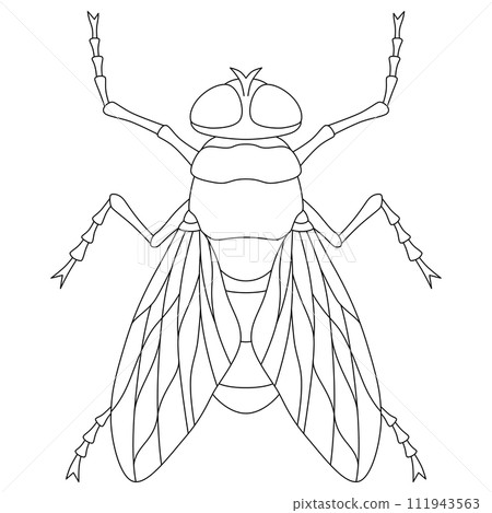 Line drawing insect single item icon fly 111943563