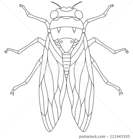Line drawing insect single item icon cicada Line drawing insect single item icon cicada 111943585