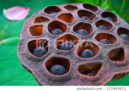 蓮花手杖，夏末 111943611