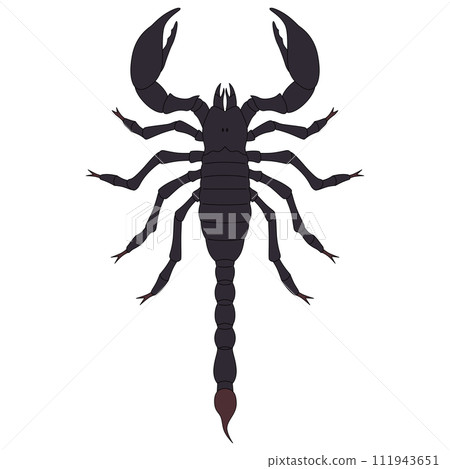 Color insect single icon scorpion 111943651