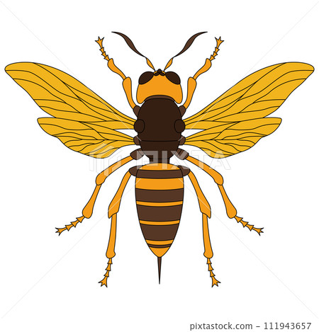 Color insect single item icon bee Color insect single item icon bee 111943657
