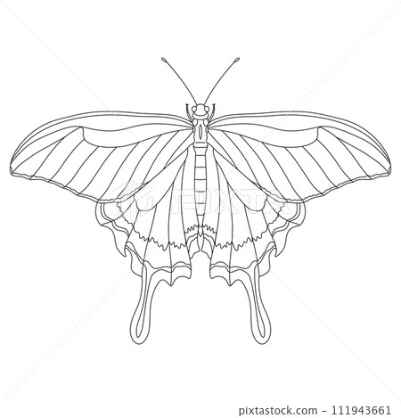 Line drawing insect single item icon butterfly Line drawing insect single item icon butterfly 111943661