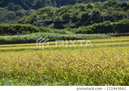 Rice field of rice field Rice field of rice field 111943662