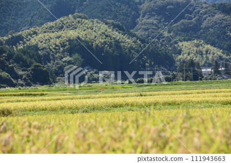 在稻田的稻田中開花的群集孤挺花 在稻田的稻田中開花的群集孤挺花 111943663
