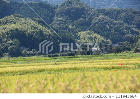 在稻田的稻田中開花的群集孤挺花 111943664