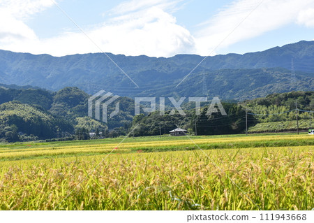 在稻田的稻田中開花的群集孤挺花 111943668