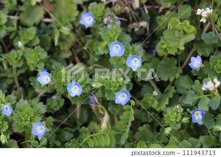 The blue flowers of the Oriental lily blooming in the garden in early spring 111943713