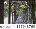 若林公園的紫藤花（宮城縣白石市） 111943769