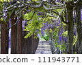 若林公園的紫藤花（宮城縣白石市） 111943771
