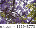 若林公園的紫藤花（宮城縣白石市） 111943773