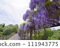 若林公園的紫藤花（宮城縣白石市） 111943775
