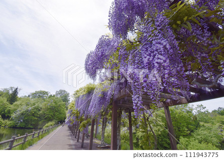 若林公園的紫藤花(宮城縣白石市) 若林公園的紫藤花(宮城縣白石市) 111943775