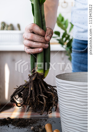 Man doing replant zamioculcas to new pot at home. Cleaning roots. Pulling plant with roots from pot, close-up. Florist gardening at home. Leisure free time Man doing replant zamioculcas to new pot at home. Cleaning roots. Pulling plant with roots from pot, close-up. Florist gardening at home. Leisure free time 111943822
