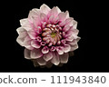 粉紅色大麗花 111943840