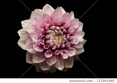 粉紅色大麗花 111943840