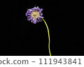 整個Scabiosa 111943841