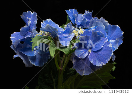 從側面看繡球花 從側面看繡球花 111943912