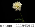 一朵白色大麗花 111943913
