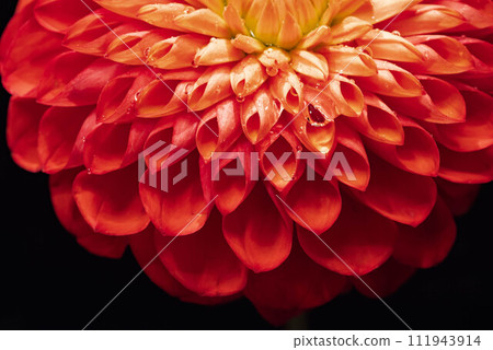 red dahlia with water droplets 111943914