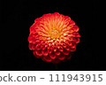 一朵紅色大麗花 111943915