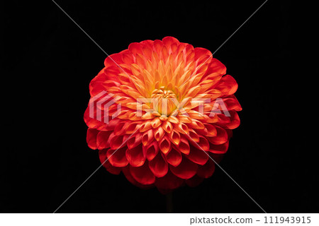 一朵紅色大麗花 一朵紅色大麗花 111943915
