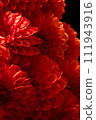 堆疊的紅色大麗花 111943916