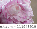 帶水滴的粉紅色牡丹 111943919
