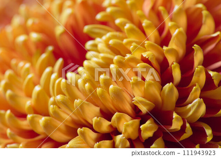 Up of yellow chrysanthemum 111943923
